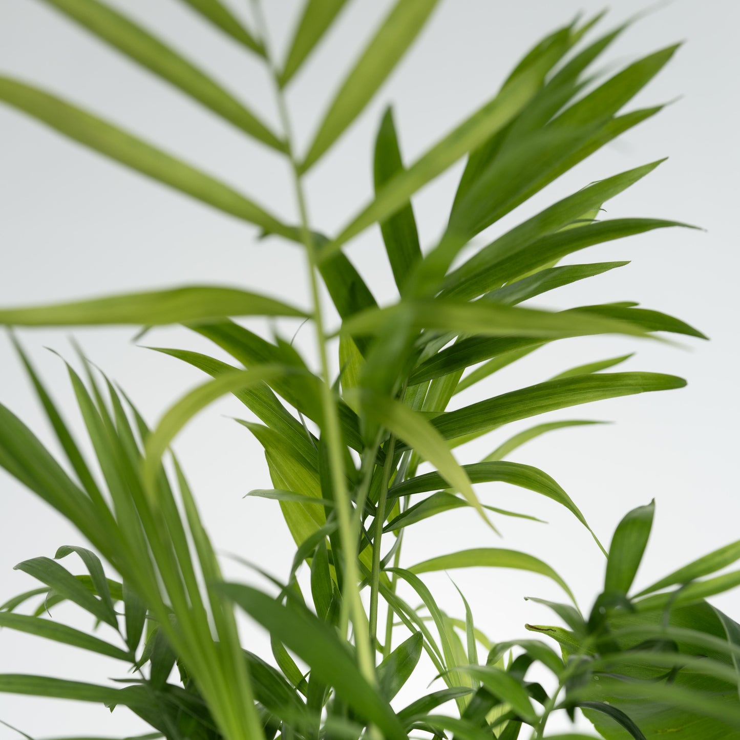 Plantas De Interior Económicas - 4 Pzs - Altura 25-40cm - ⌀12cm