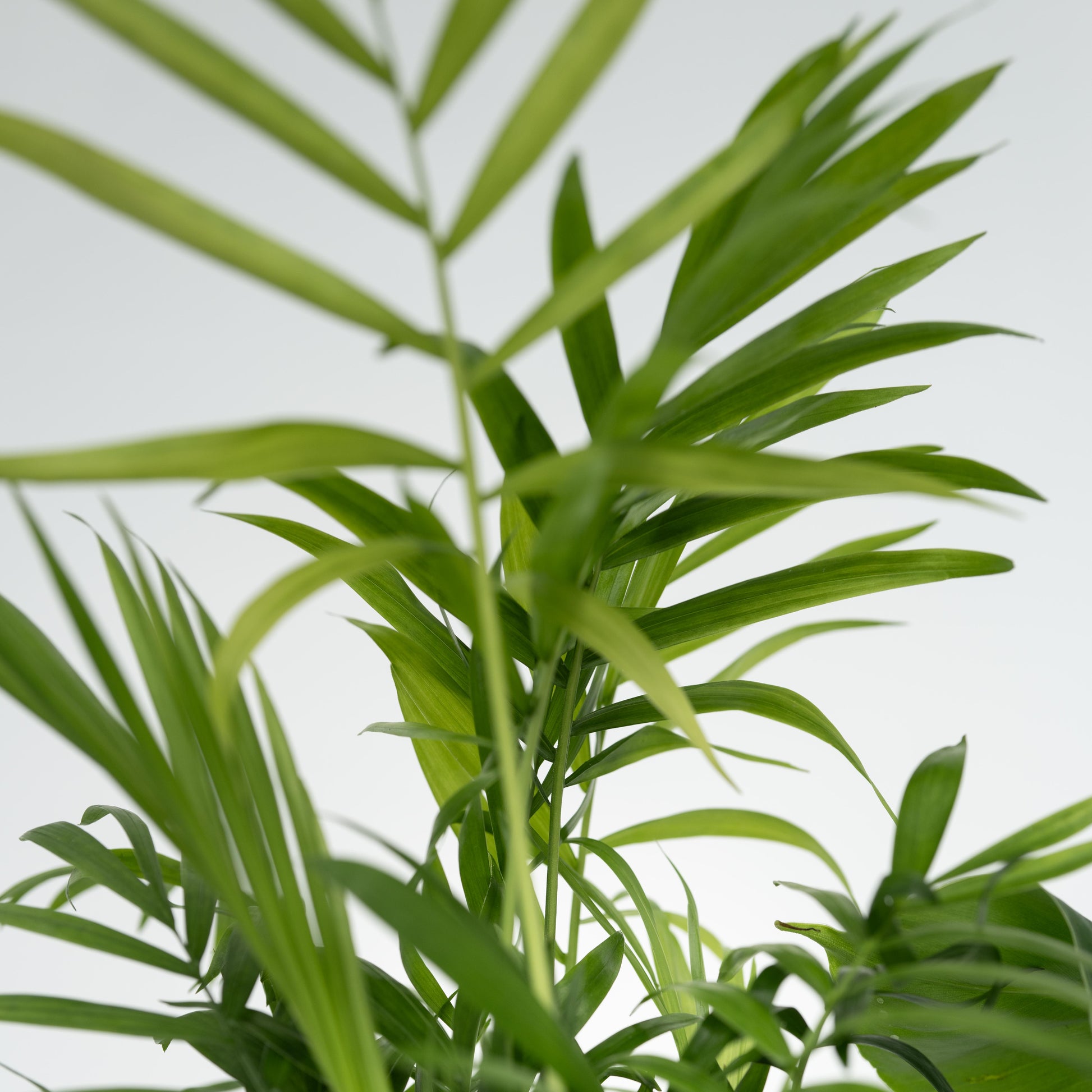 Plantas De Interior Económicas - 4 Pzs - Altura 25-40cm - ⌀12cm