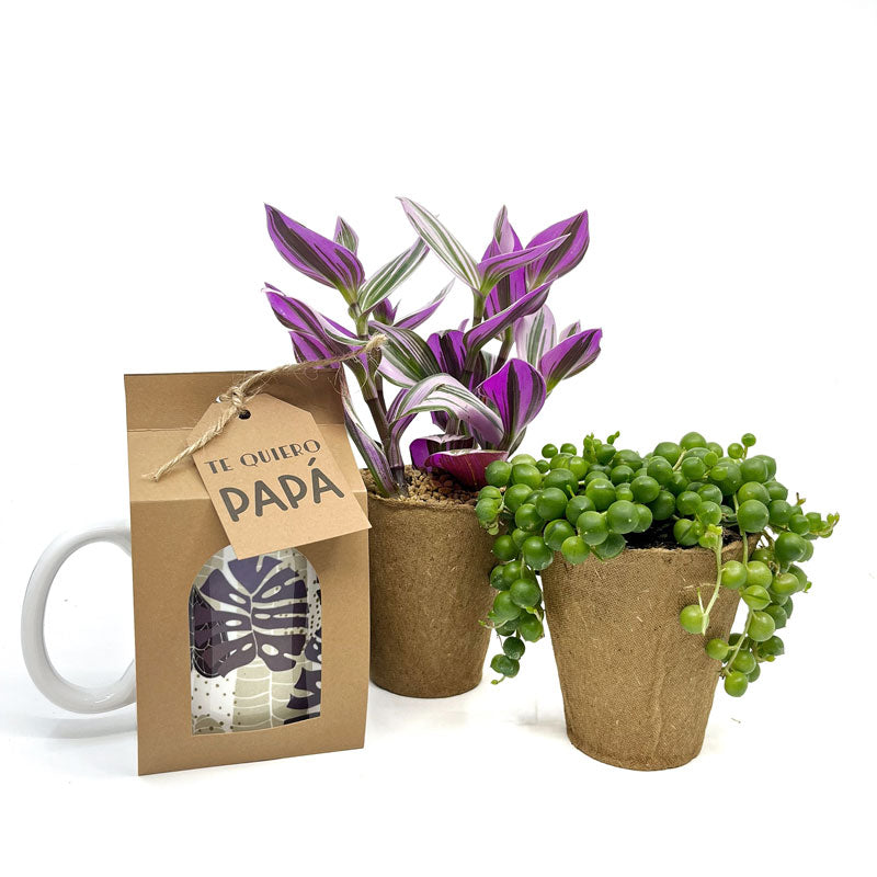 Pack Regalo Día Del Padre Taza Monstera + Plantas_0