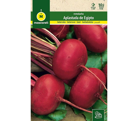 Semillas Remolachita De Mesa Plato De Egipto