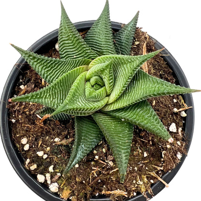 Haworthia Limifolia ‘twister’; Planta Suculenta Espiralada; Curiosarium; Maceta 10,5 Cm_0