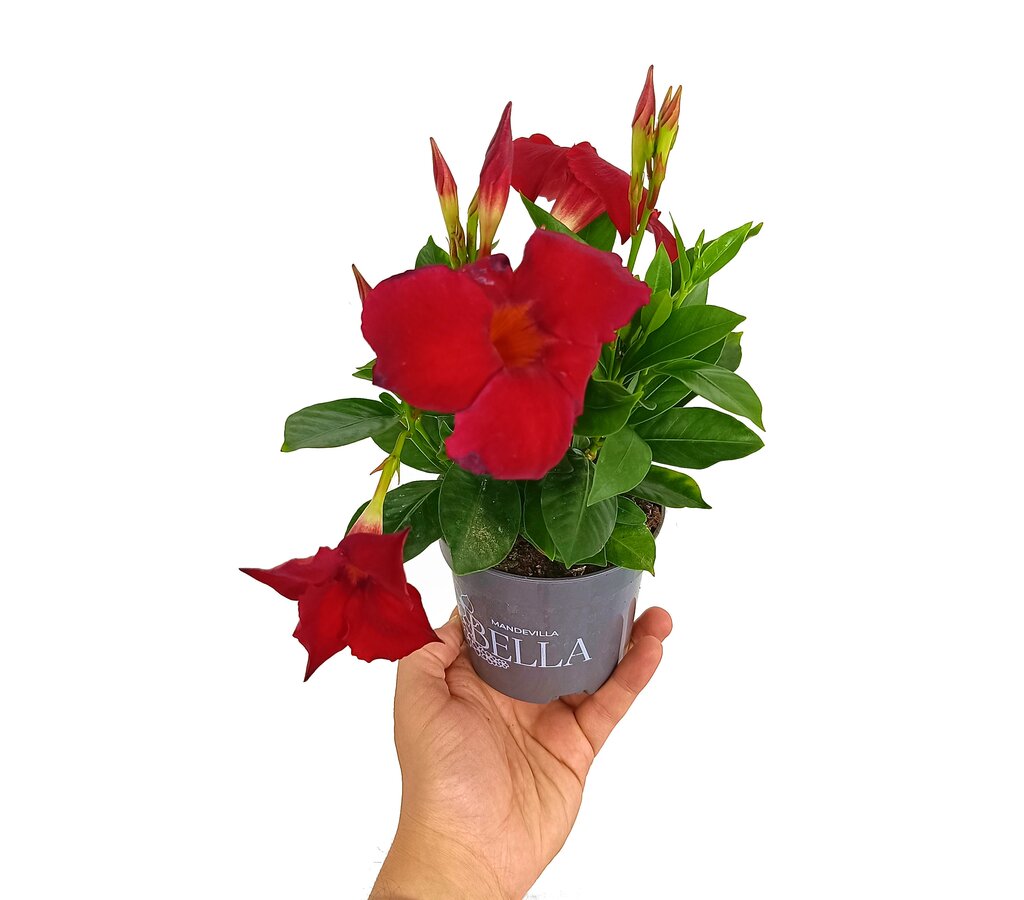 Dipladenia M11_0