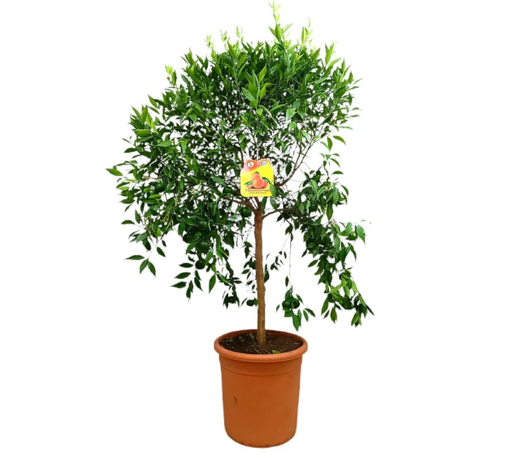 Mandarino Tardio M35 120-150cm_0