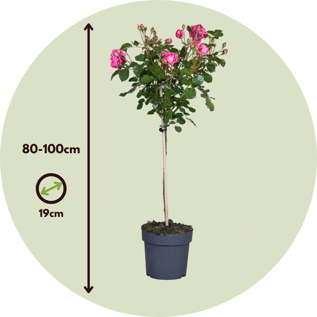 Rosa De Tallo - Rosa Palace 'topkapi' - Altura 80-100cm - ⌀19cm_2