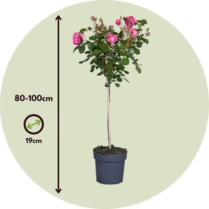 Rosa De Tallo - Rosa Palace 'topkapi' - Altura 80-100cm - ⌀19cm_2