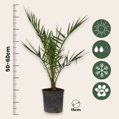 Palmera Canaria - 2 Pzs - Phoenix Canariensis - Altura 50-60cm - ⌀15cm