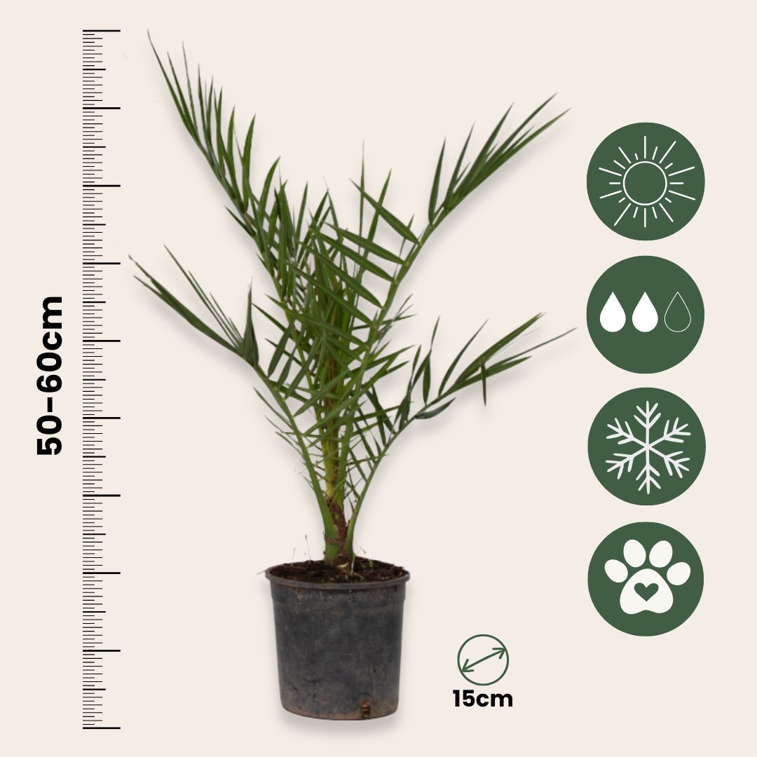 Palmera Canaria - 4 Pzs - Phoenix Canariensis - Altura 50-60cm - ⌀15cm_2