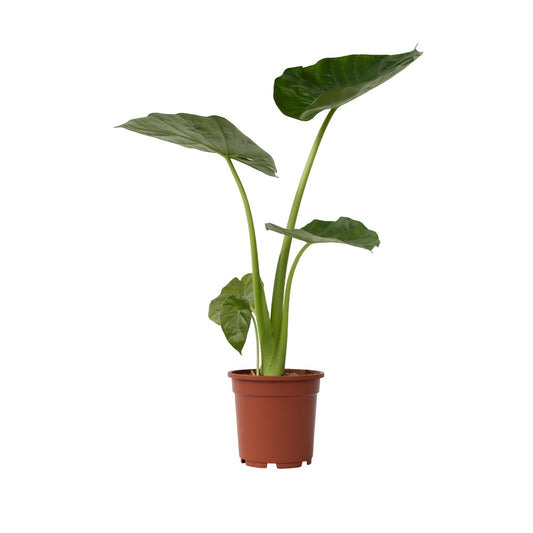 Taro Gigante - Alocasia 'macrorrhizos' - Altura 60-70cm - ⌀17cm_0