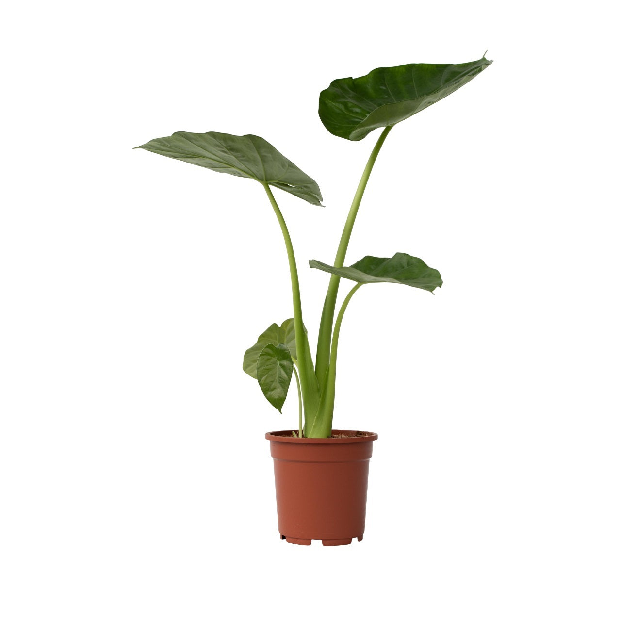 Taro Gigante - Alocasia 'macrorrhizos' - Altura 60-70cm - ⌀17cm