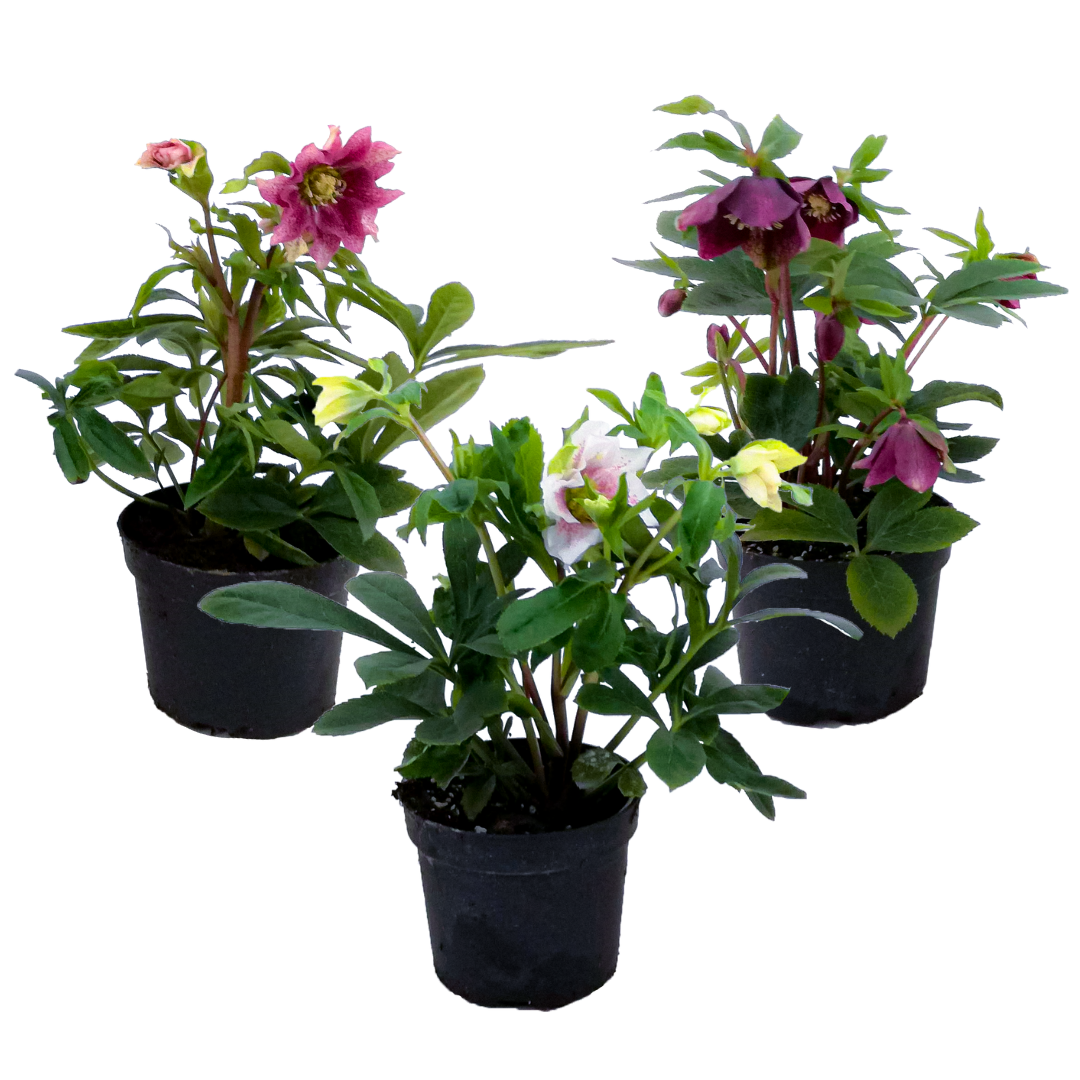Eléboro - 3 Pzs - Helleborus Orientalis - Altura 20-30cm - ⌀12cm_0