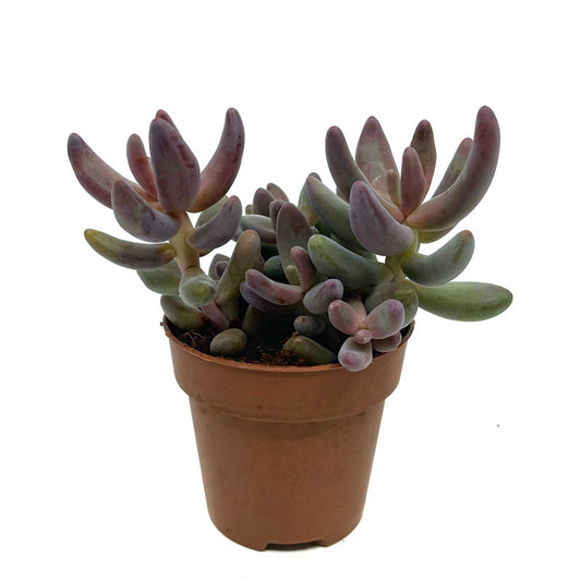 Pachysedum Ganzhou Cactus Y Suculentas M8,5 cm Ø_0