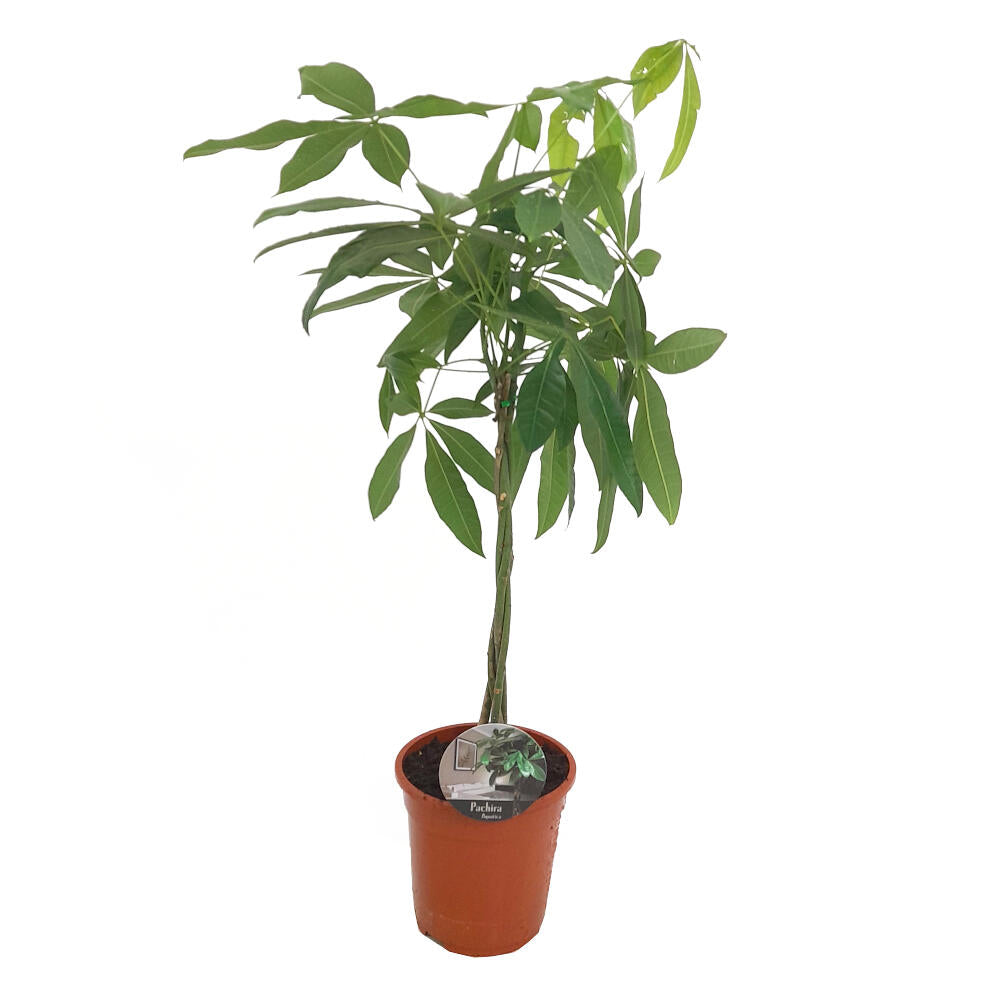 Pachira Acuática M19 80cm_0