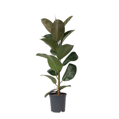 Higuera Cauchera - Ficus Elastica 'robusta' - Altura 75-100cm - ⌀24cm