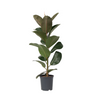 Higuera Cauchera - Ficus Elastica 'robusta' - Altura 75-100cm - ⌀24cm