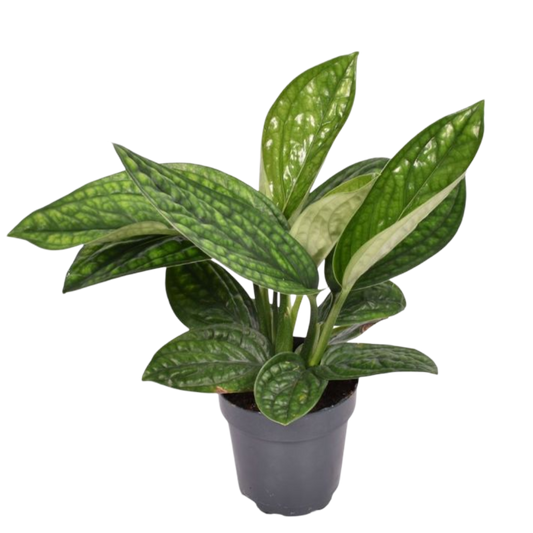 Epipremnum Marble Planet Pothos Planta De Interior Ø12 Colgante