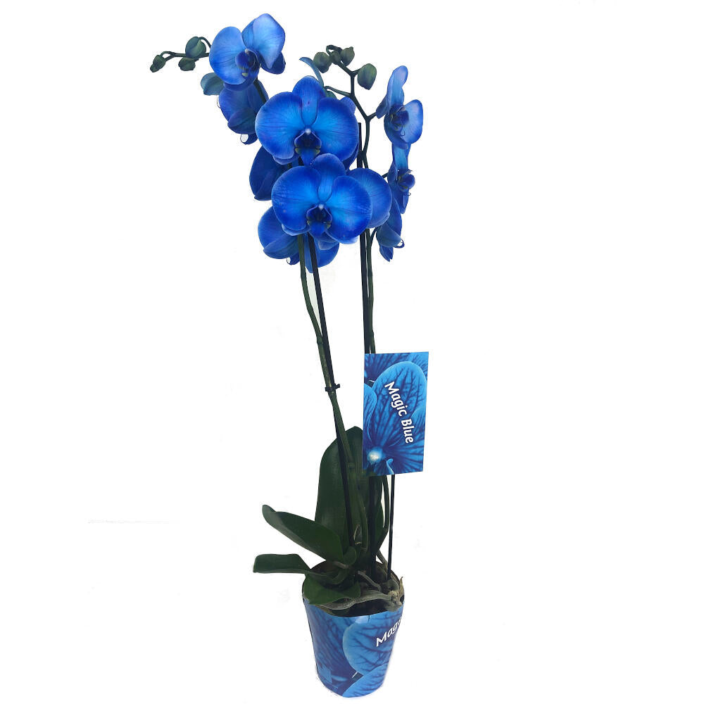 Orquídea Phalaenopsis Royal Blue M12 (azul)_0