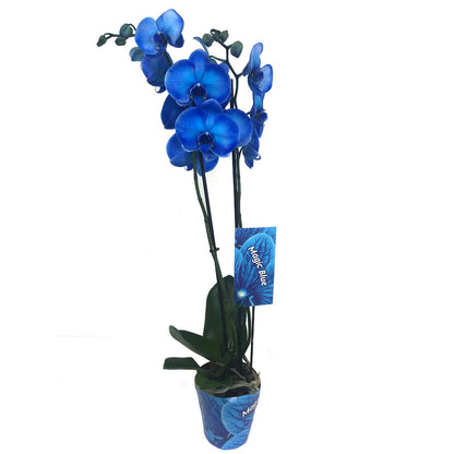 Orquídea Phalaenopsis Royal Blue M12 (azul)_0