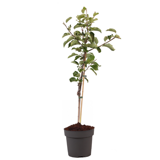 Manzano - Malus Domestica 'elstar' - Altura 90-100cm - ⌀21cm_0