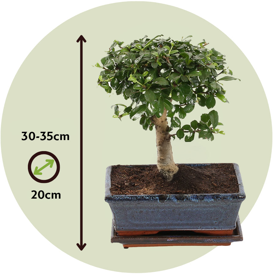 Bonsái - Carmona Microphylla - Altura 30-35cm - ⌀20cm_2