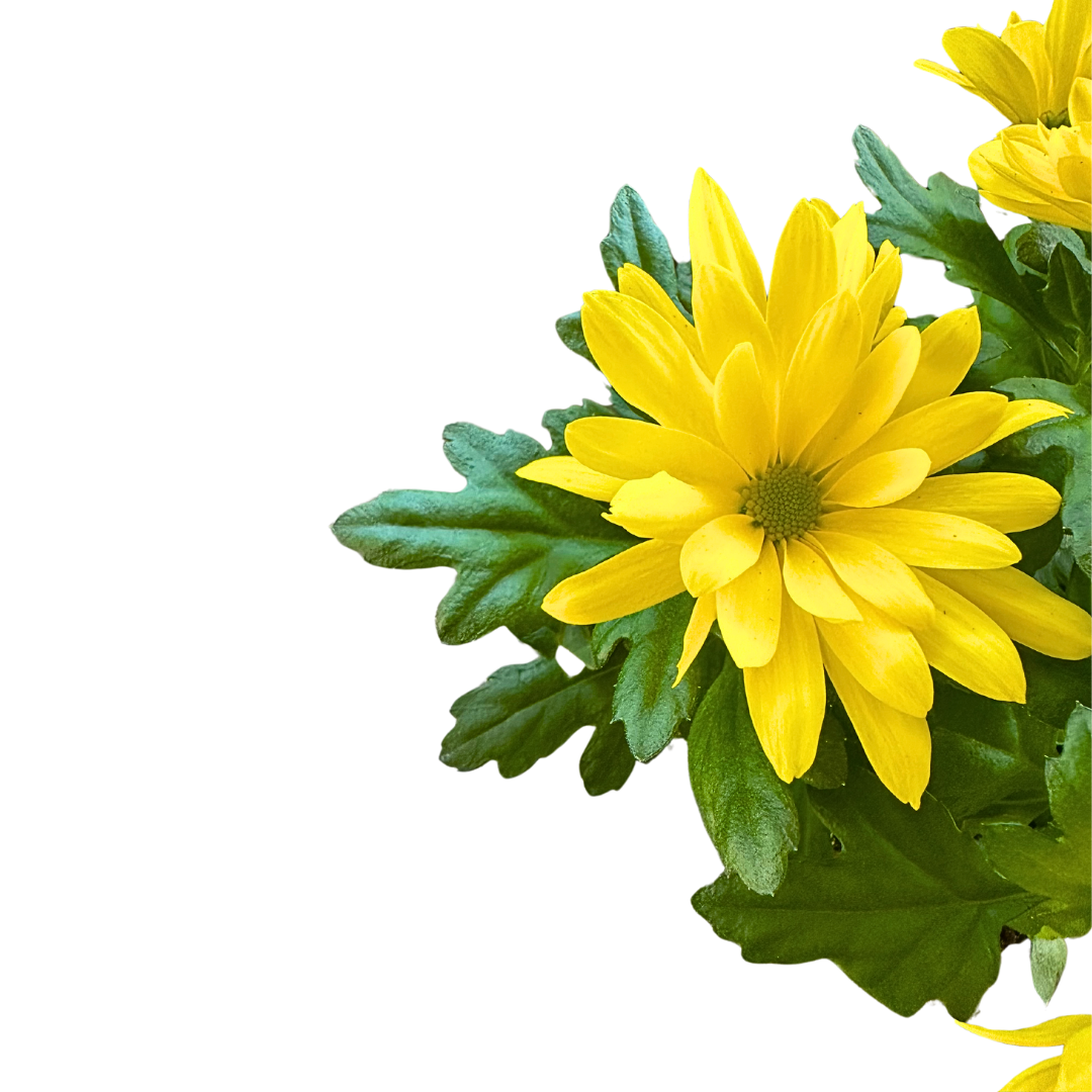 Crisantemo Colores Variados M12