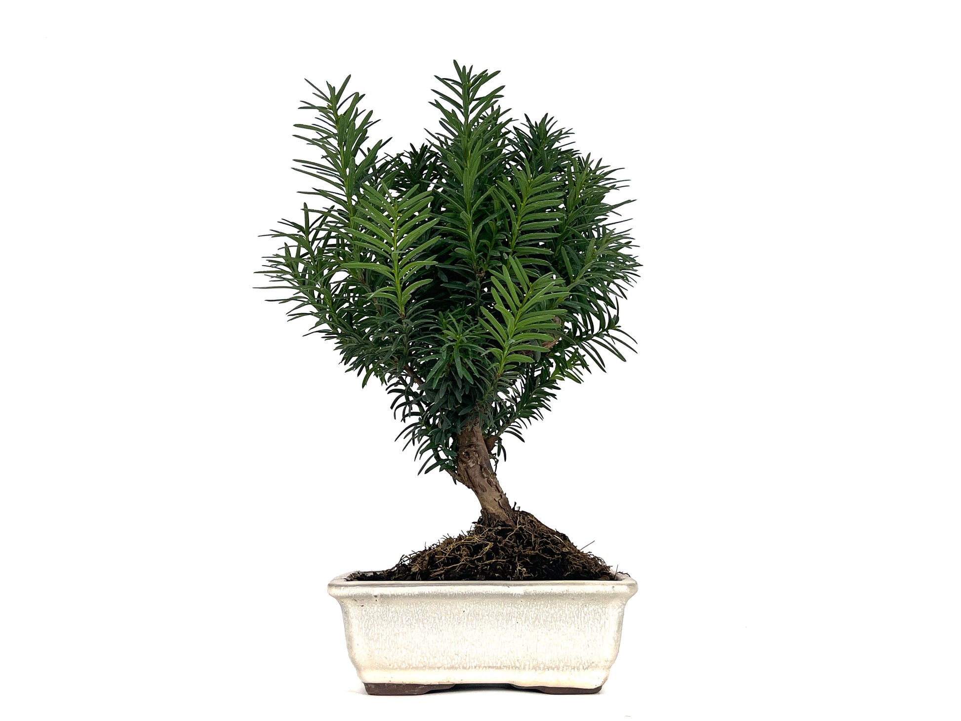 Bonsái Taxus Media - Tejo 8 Años