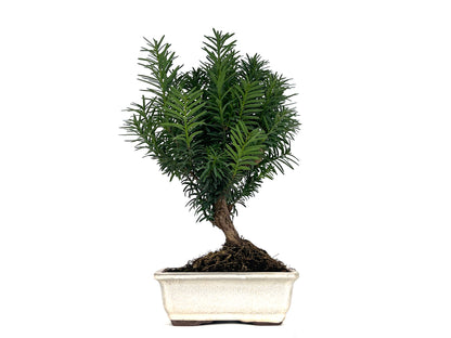 Bonsái Taxus Media - Tejo 8 Años