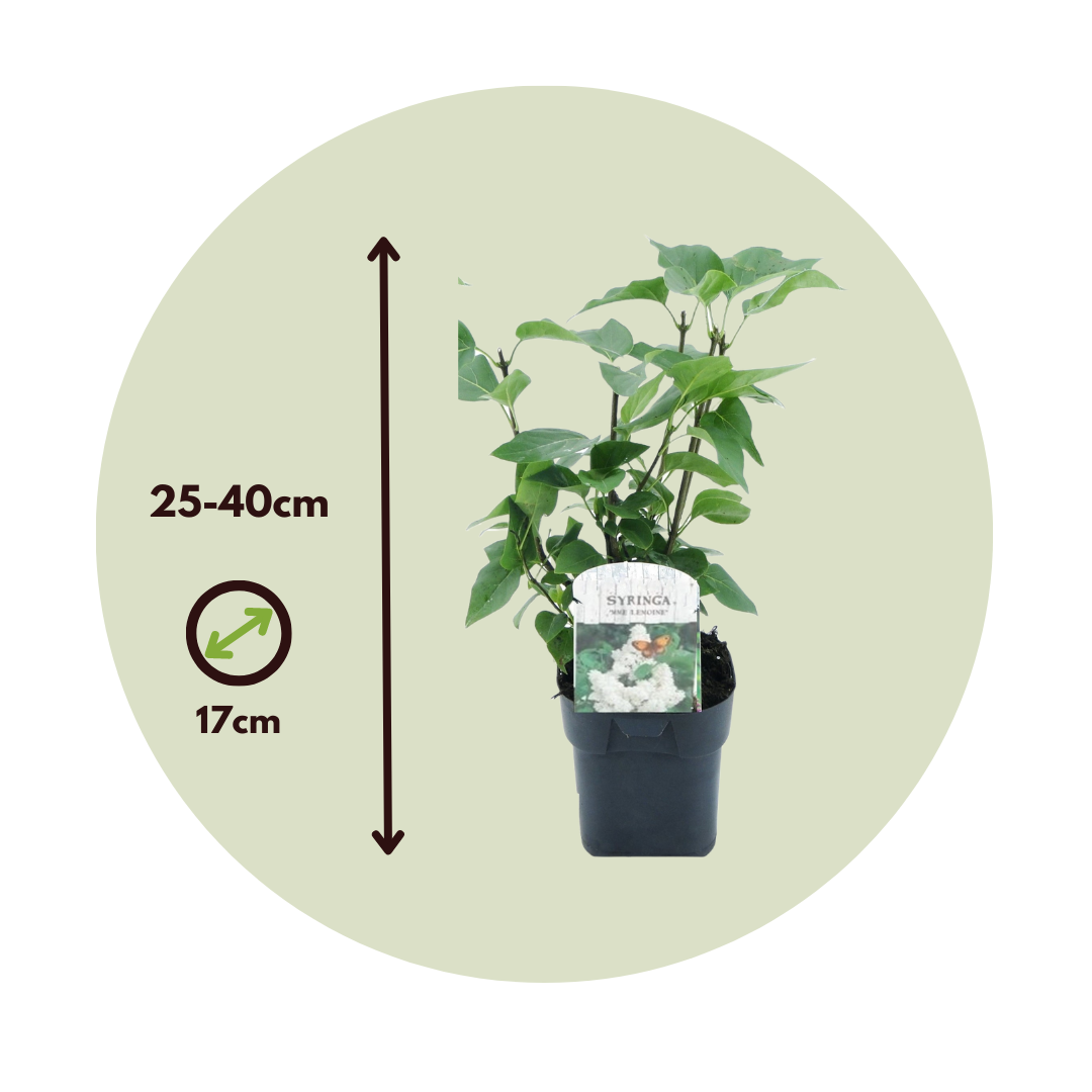 Lila - 2 Pzs - Syringa Vulgaris 'mme Lemoine' - Altura 25-40cm - ⌀17cm_2