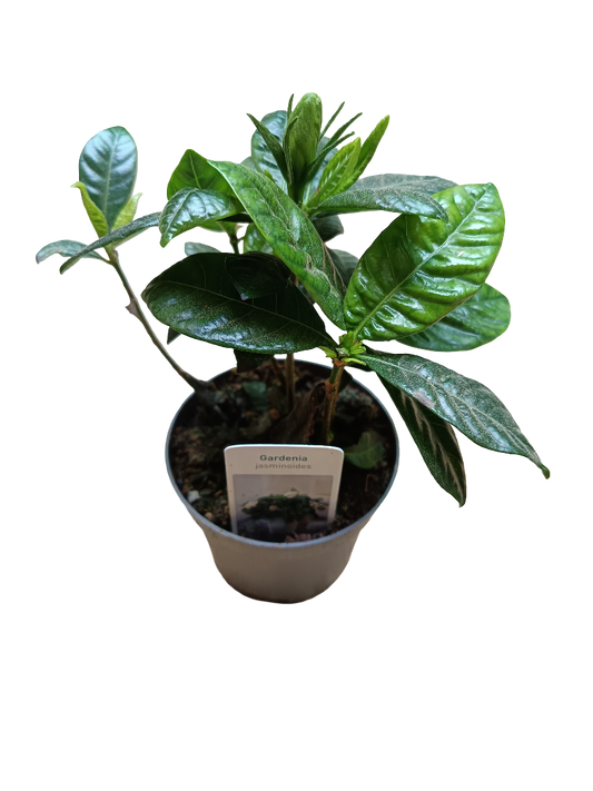 Gardenia Jasminoides Planta De Interior Flor Blanca - Amarilla Ø8 Cms_0