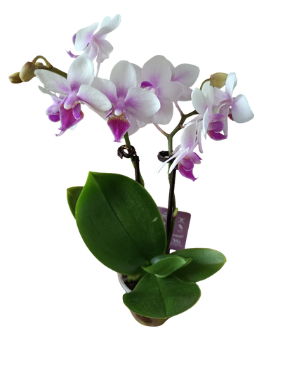 1 Mini Orquidea Surtida Ø6 Cms Altura Aprox 20 Cms - Sin Floracion Activa_1