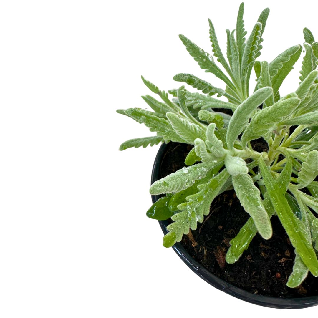 Lavanda Officinalis Planta Ornamental Para Jardines Y Macetas Maceta 11-13cm_1