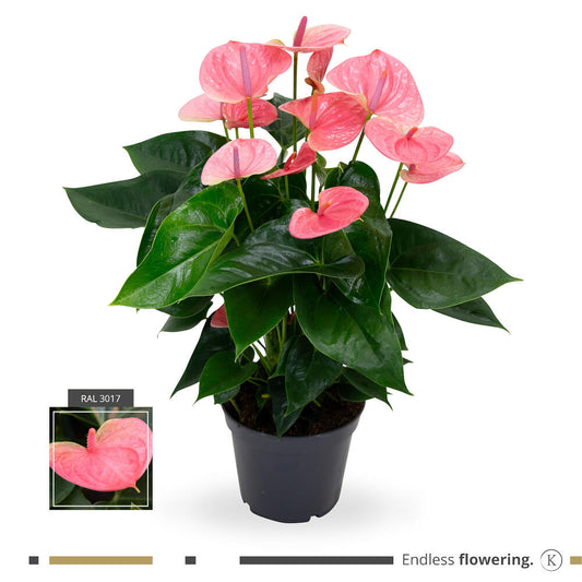 Anthurium Andreanum Mine Rosa M14_0
