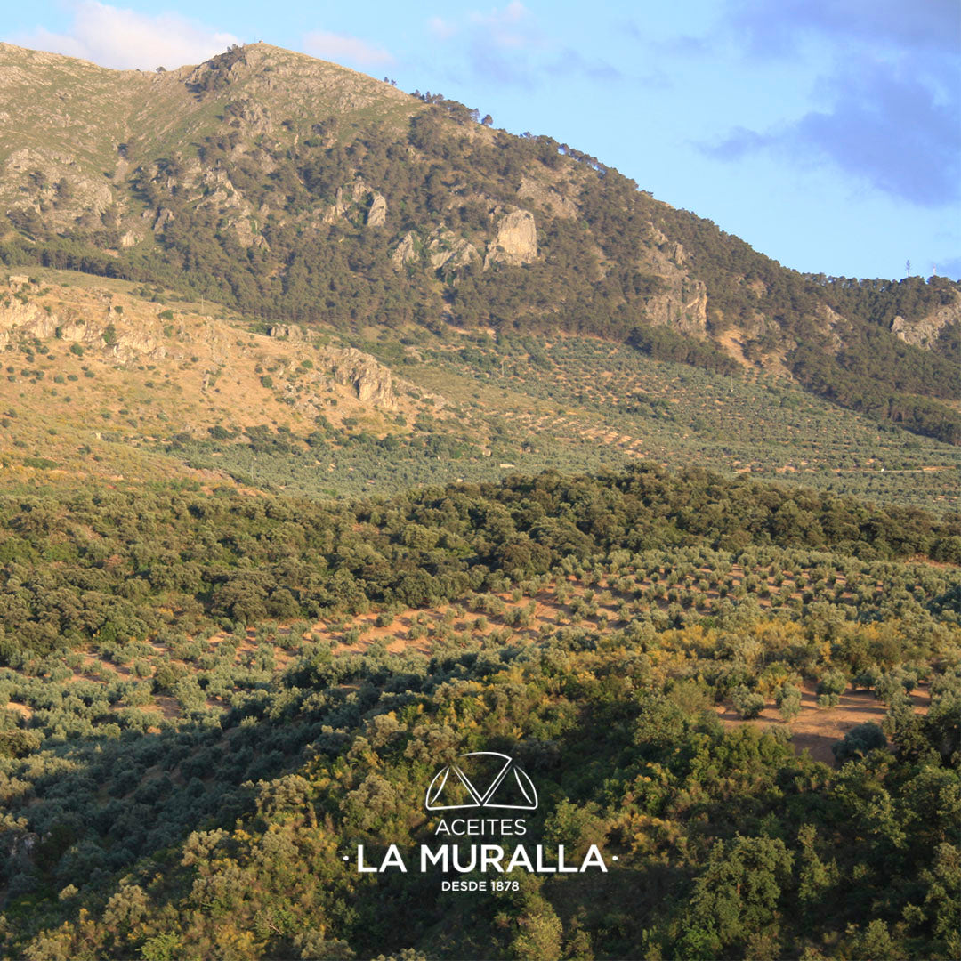 Cortijo La Muralla | Aceite De Oliva Virgen Extra |  Variedad Arbequina |  Botella 2 L_4