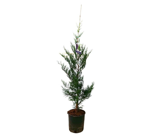 Cupressus Leylandii 150/175cm M25_0
