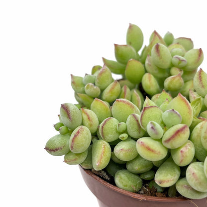 Cotyledon Pendens Cactus Y Suculentas M8,5 cm Ø_2