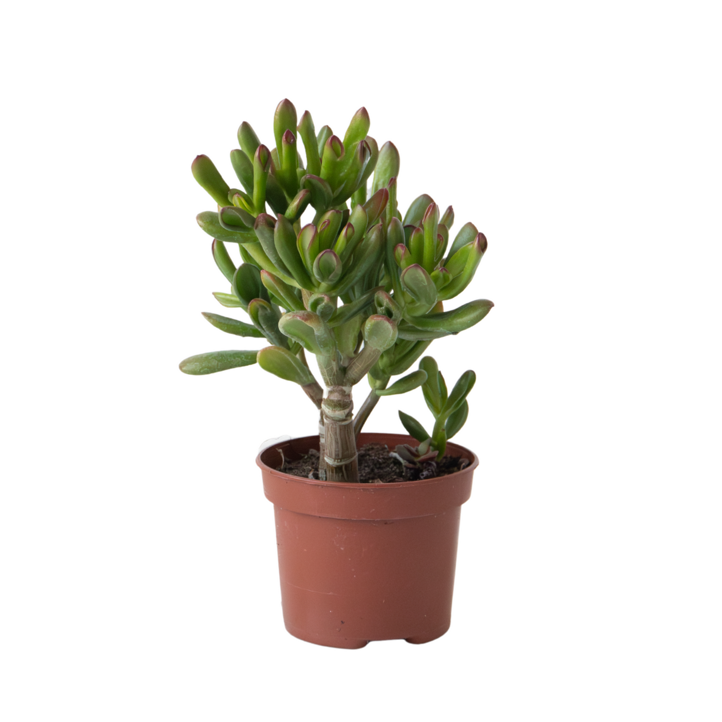 Planta De Jade - Crassula Ovata 'gollum' - Altura 15-25 Cm - Maceta 12 Cm