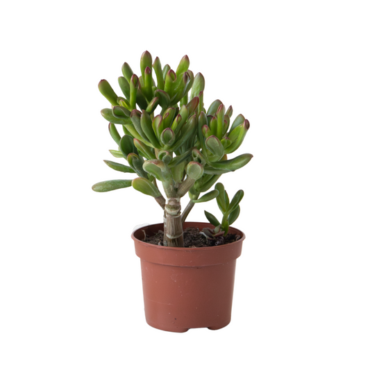 Planta De Jade - Crassula Ovata 'gollum' - Altura 15-25 Cm - Maceta 12 Cm