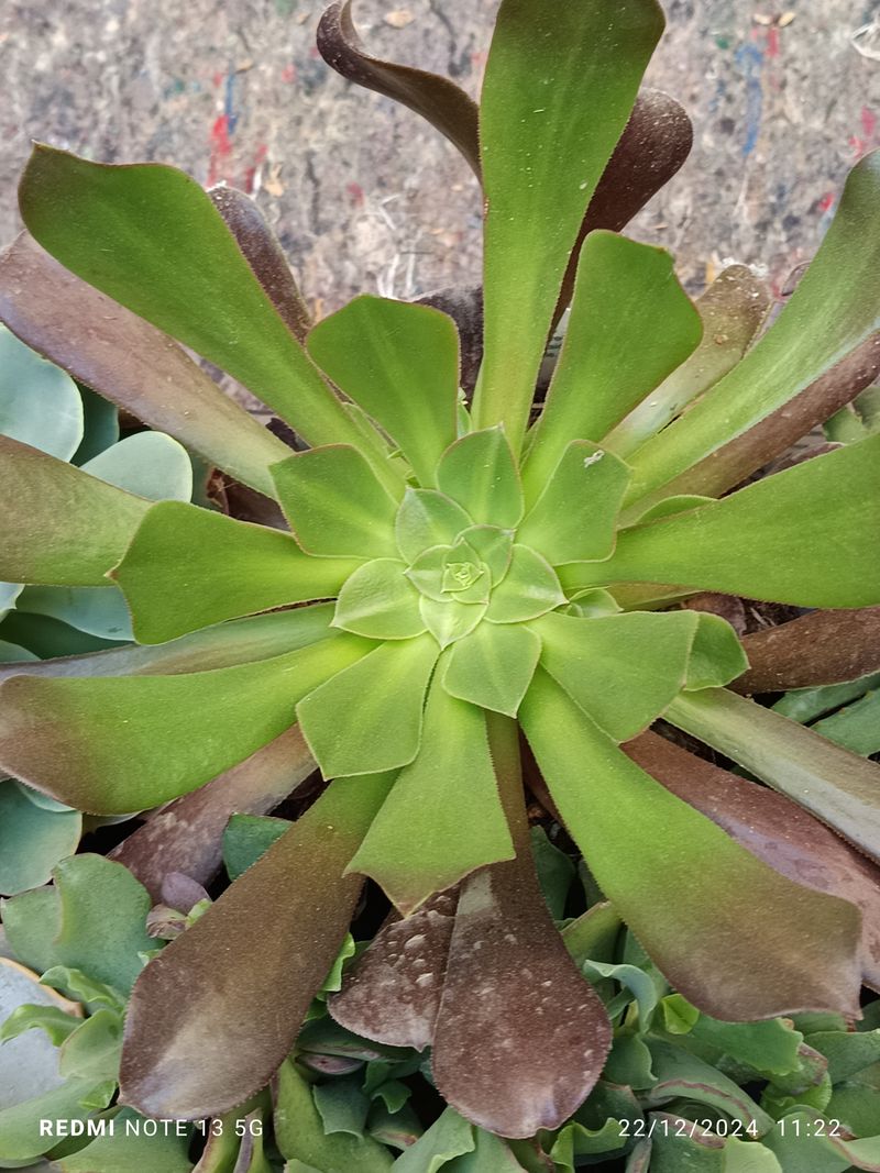 Cactus Y Suculenta Planta Grande Ø13 ☼ Ref008