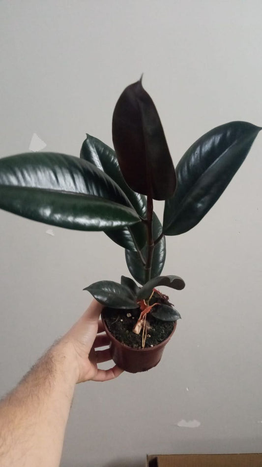 Ficus Abdijan Negro Planta Natural De Interior_0