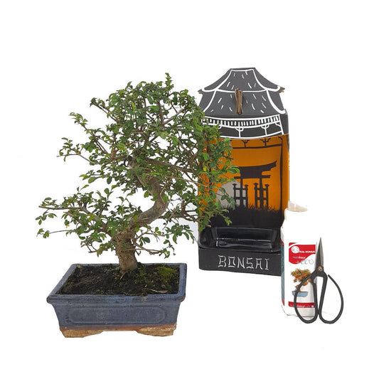 Pack Iniciación Bonsai Zelkova 8 Años Incluye Tijeras Y Abono