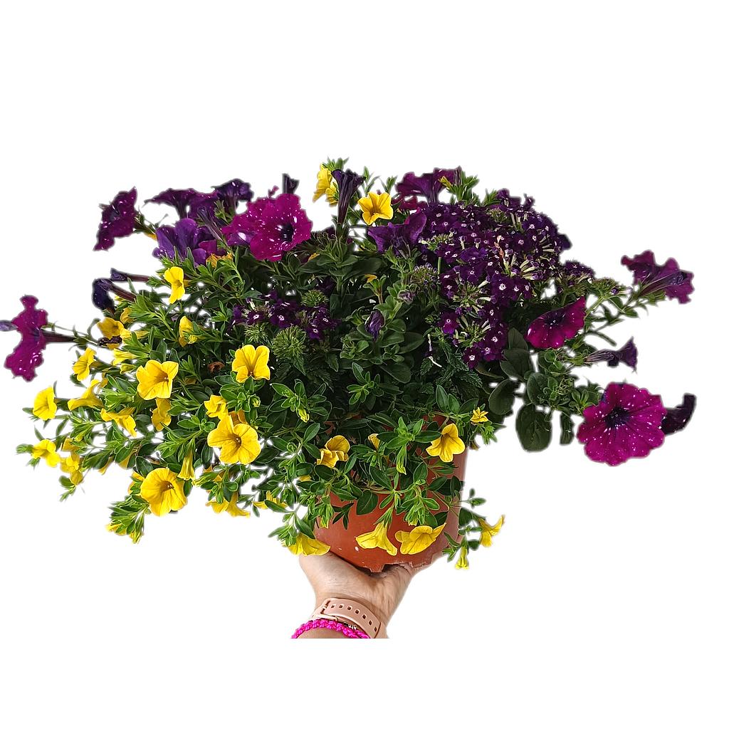 Verbena Mixis T20_0