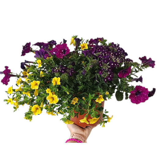 Verbena Mixis T20_0