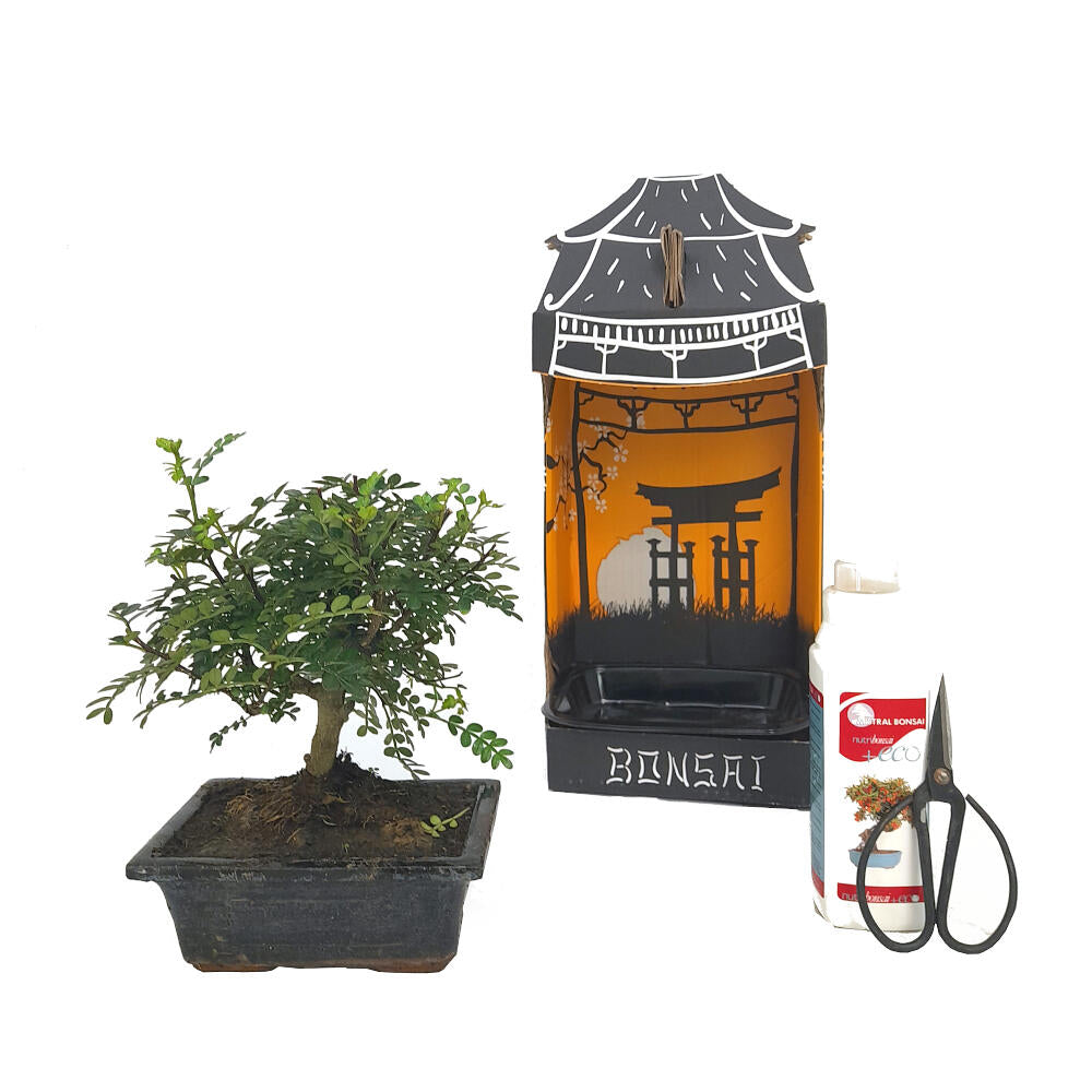 Pack Iniciación Bonsai Zanthoxylum 5 Años Incluye Tijeras Y Abono_0