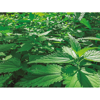 Purín De Ortiga Ecológico Cultivers_1