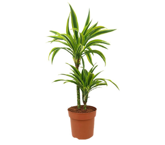 Dracena Lemon Line 45-15 M21_0