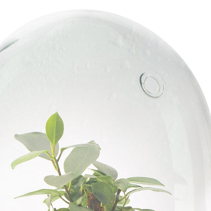 Terrario Madagascar Hole Ficus Retusa Ø19 x 30 cm