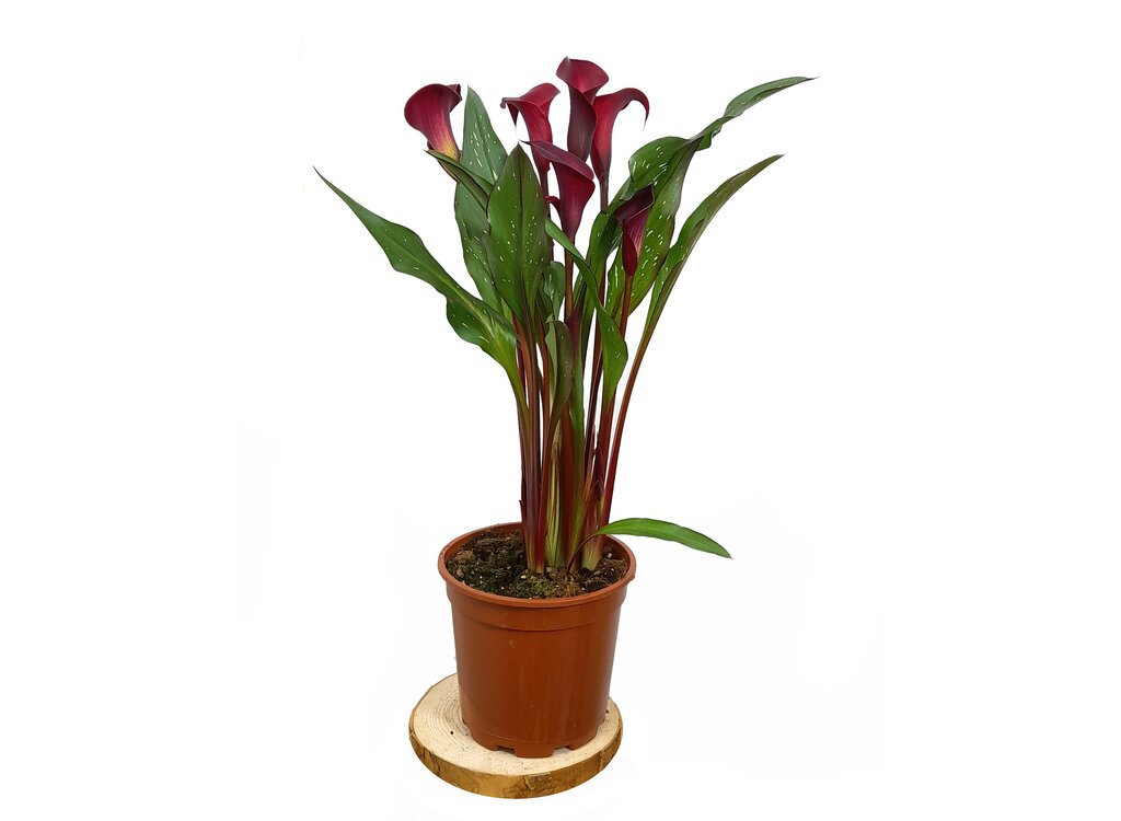 Calla M17 Lirio Colores_3