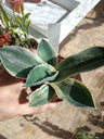 Agave Gypsophila Ivory Planta Suculenta 8 Cms