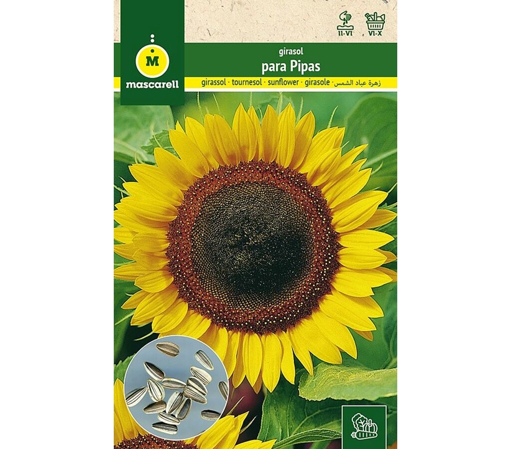 Semillas Girasol Para Pipas_0