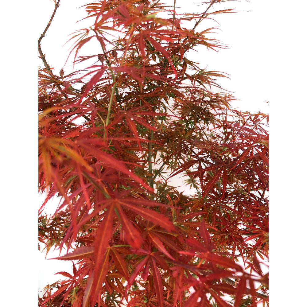 Acer Palmatum M27 130cm_2