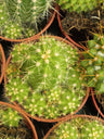 Suculentas Y Cactus Variedad #66 Planta Sin Id